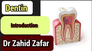 Dentin Introduction of dentin tencate oralhistology dentin [upl. by Voe]