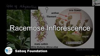 Racemose Inflorescence Biology Lecture  Sabaqpk [upl. by Zacks273]