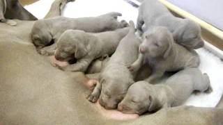 Weimaraner pups 1311 [upl. by Decamp]