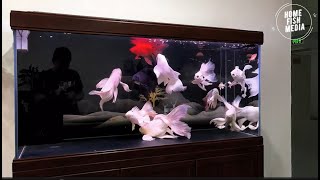 Aquarium video goldfish betta fish and koi fish in planted tank 700 [upl. by Telracs]