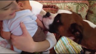 Boxer meets Baby [upl. by Lilias]