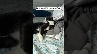 funny cat 😂 cute kitten 🥰 beautiful Bicolor cat Tuxedo funny cutecat cuteanimal cutepet [upl. by Cas]