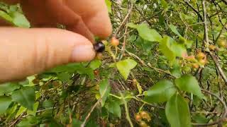 Wild Blueberries  Picking Blueberries from 12 ft Blueberry Bushes [upl. by Ahon299]