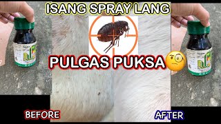 PAANO GAMITIN ANG MALATHION VLOG36agriculturepongsetras piggery animal animalmedicine [upl. by Bracci]