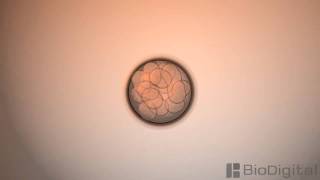 3D Medical Animation  Mitosis [upl. by Aelgna783]