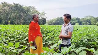 Brinjal farming in Odisha agriculture mayurbhanj Baripada [upl. by Landry]