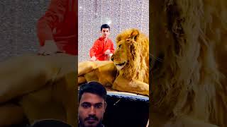 সিংহের সাথে কিভাবে খেলা করতেছি lion lioncubs tiger [upl. by Nyleve]