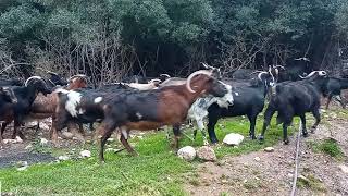 Goats of Greece 🐐🏞️🇬🇷🐐 [upl. by Maggio]