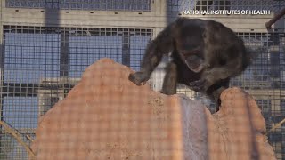 Chimps at Alamogordo facility expected to move to Louisiana sanctuary [upl. by Intirb]