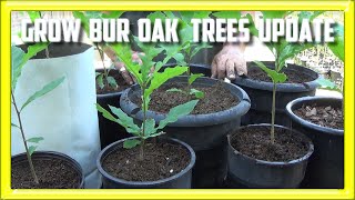 Grow Bur Oak From Seed Update [upl. by Leuas96]