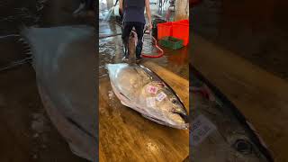 Epic Tuna Cutting Skills Master Slices a Giant Bluefin Tuna Like a Pro bluefintuna fish [upl. by Omrelliug]