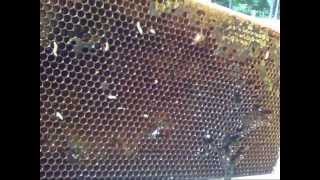 Wax Worms In My Hive July 14 2013 [upl. by Swehttam292]