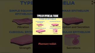 Types Of Epithelial Tissue 🗣️   pharmacy shoerts [upl. by Nodnerb]