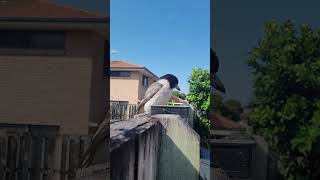 Friendly butcher bird hanging out ☀️ birds butcherbird australia nature [upl. by Nunes983]