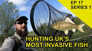 Most Invasive Fish in UK Chasing Scales Species Hunt EPISODE 17 [upl. by Apple229]