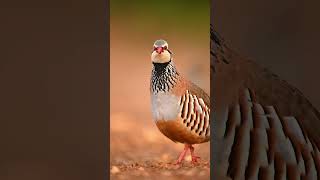 Cute little French partridgeRedlegged partridge wildlife birdsofspain coevolution [upl. by Ydrah]