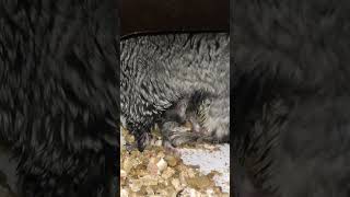 Chinchilla Gives Birth Newborn Chinchillas shorts [upl. by Granny]