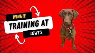 5Minute Whinny Training Hacks at Lowes Revealed [upl. by Yug]