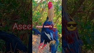 Aseel lovers 😎 aseellove birds duetting shortvideos love aseellover [upl. by Ttam374]