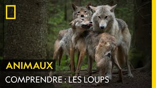 COMPRENDRE  les loups [upl. by Nalra]