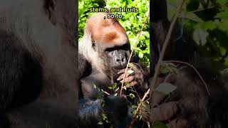 Gorillas Eat 40 LBS Of Plants EACH DAY🦍🦍🦍🌿animals animalfacts shorts [upl. by Eilahtan]