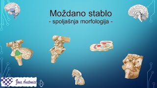 Centralni Nervni Sistem  3 Spoljasnja morfologija mozdanog stabla [upl. by Alejna585]