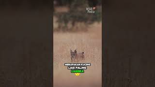 Kucing Liar Iberian Lynxx shortvideo faktaunik animals [upl. by Feingold]