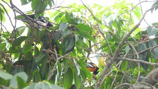 Calandria comiendo frutos junto a un Cacique Naranjeño [upl. by Valenba]