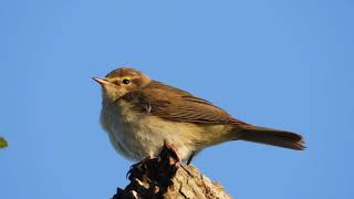 New Chiffchaff calling 4K [upl. by Arvind]