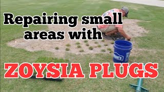 Installing Zoysia Plugs the easy way [upl. by Arocet]