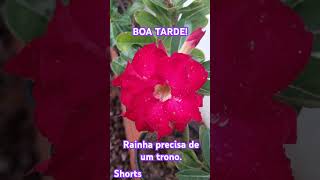 boatarde rd shortsvideos shorts adenium plantas flores presentededeus inenarrável linda [upl. by Asi]