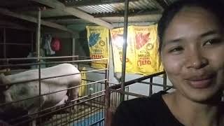 Anuano ang mga signs na Manganganak na ang Inahing Baboy bacanaysminifarm [upl. by Eignat813]