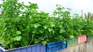 Growing Celery on the terrace this way is both easy and effective [upl. by Onivla]