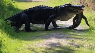 Massive gator eating gator circle b bar reserve [upl. by Gwen488]