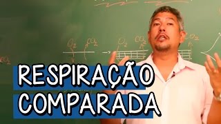 O que é Respiração Comparada  Extensivo Biologia  Descomplica [upl. by Adnalohs]