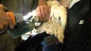 Trimming alpaca teeth with a Toothomatic [upl. by Blondy]