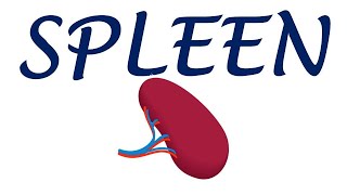 Chp23  ANATOMY of SPLEEN  BDC Vol2  Abdomen Anatomy  Dr Asif Lectures [upl. by Arand595]