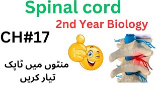 spinal cord structure and function  12 class biology  2ndyearbiology [upl. by Attikin]