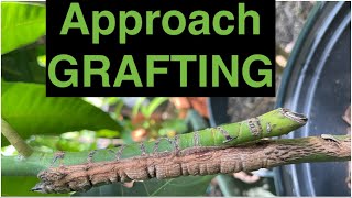 Approach Grafting Method of inarching in Mango Plant Tree [upl. by Esej]