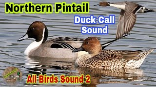 Northern pintail duck call sound morgabi ki awaz  Pintail call voice pintail ki awaz [upl. by Norag827]