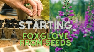 How to Grow Foxglove From Seed to Plant  Sowing Guide 🌸🌿 Sowing Digitalis Purpurea Seeds [upl. by Shimberg]