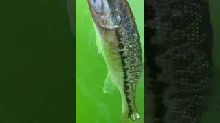 Catch and release spotted bass [upl. by Atteselrahc2]