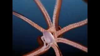 Giant Squid Footage 2014 [upl. by Gayelord182]