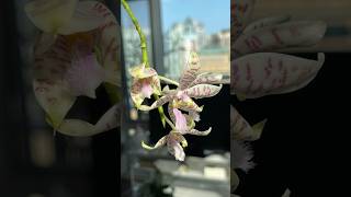 Phalaenopsis hieroglyphica [upl. by Tiossem]