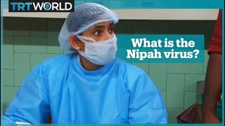 What is the Nipah virus [upl. by Oninrutas]