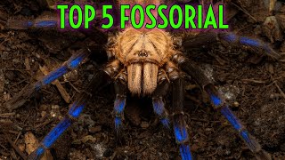 TOP 5 Fossorial Tarantulas  Spiders Underground [upl. by Breeze]