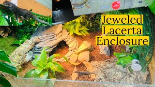 Jeweled Lacerta Enclosure Setup [upl. by Retsevlys806]