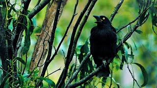 Beautiful Australian Currawong Call  961993 [upl. by Aztin]