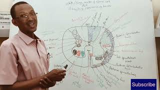 Spinal cord Internal structures [upl. by Mialliw524]