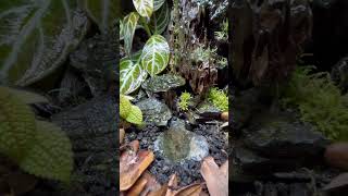 Adding Poison Dart Frogs To My Bioactive Vivarium 2024 poisondartfrog vivarium [upl. by Ayanej]